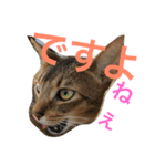 猫のはるです2（個別スタンプ：12）