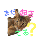猫のはるです2（個別スタンプ：13）