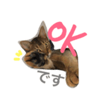 猫のはるです2（個別スタンプ：14）
