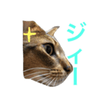 猫のはるです2（個別スタンプ：17）