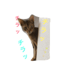 猫のはるです2（個別スタンプ：18）