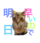 猫のはるです2（個別スタンプ：19）