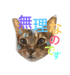 猫のはるです2（個別スタンプ：23）