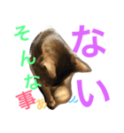 猫のはるです2（個別スタンプ：24）