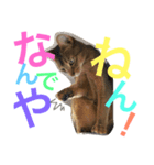 猫のはるです2（個別スタンプ：25）