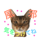 猫のはるです2（個別スタンプ：26）