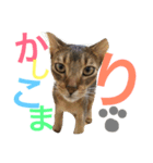 猫のはるです2（個別スタンプ：27）