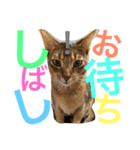 猫のはるです2（個別スタンプ：28）