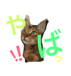 猫のはるです2（個別スタンプ：29）