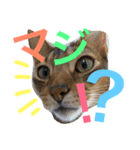 猫のはるです2（個別スタンプ：30）