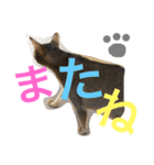 猫のはるです2（個別スタンプ：31）