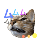 猫のはるです2（個別スタンプ：33）