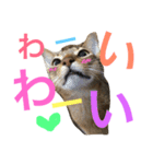 猫のはるです2（個別スタンプ：34）