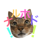 猫のはるです2（個別スタンプ：35）