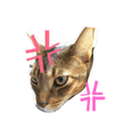 猫のはるです2（個別スタンプ：37）