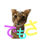 猫のはるです2（個別スタンプ：38）
