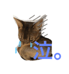 猫のはるです2（個別スタンプ：39）