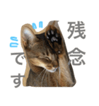 猫のはるです2（個別スタンプ：40）