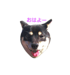 shiba-inu Hana's daily stamp（個別スタンプ：1）