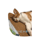ゆるゆるのニャンコ（個別スタンプ：1）