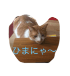 ゆるゆるのニャンコ（個別スタンプ：2）