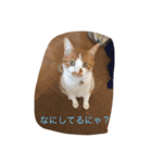 ゆるゆるのニャンコ（個別スタンプ：3）