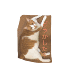 ゆるゆるのニャンコ（個別スタンプ：4）