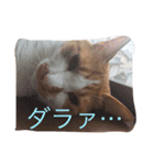 ゆるゆるのニャンコ（個別スタンプ：7）