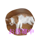 ゆるゆるのニャンコ（個別スタンプ：8）