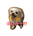 ヨーキー兄弟（個別スタンプ：1）