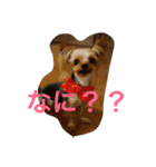 ヨーキー兄弟（個別スタンプ：2）