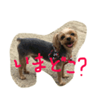 ヨーキー兄弟（個別スタンプ：3）