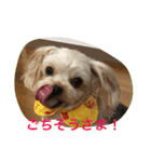 ヨーキー兄弟（個別スタンプ：4）