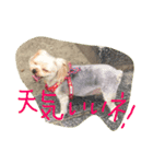 ヨーキー兄弟（個別スタンプ：5）