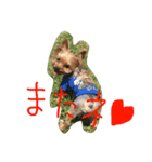 ヨーキー兄弟（個別スタンプ：6）