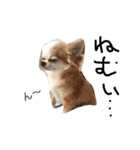 Chihuahua 'Jin ryo'（個別スタンプ：1）