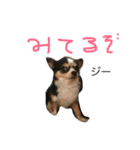 Chihuahua 'Jin ryo'（個別スタンプ：4）