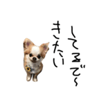 Chihuahua 'Jin ryo'（個別スタンプ：6）