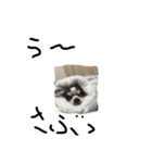 Chihuahua 'Jin ryo'（個別スタンプ：7）
