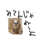 Chihuahua 'Jin ryo'（個別スタンプ：8）