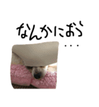 Chihuahua 'Jin ryo'（個別スタンプ：11）