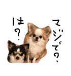 Chihuahua 'Jin ryo'（個別スタンプ：13）