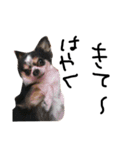 Chihuahua 'Jin ryo'（個別スタンプ：14）