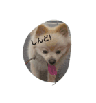 サンタくん♪（個別スタンプ：6）
