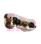犬とネズミ2（個別スタンプ：3）
