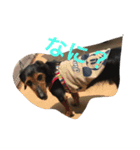 犬とネズミ2（個別スタンプ：4）