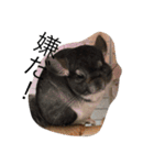 犬とネズミ2（個別スタンプ：6）