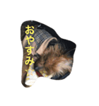 犬とネズミ2（個別スタンプ：7）