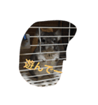 犬とネズミ2（個別スタンプ：8）