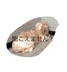犬とネズミ2（個別スタンプ：10）